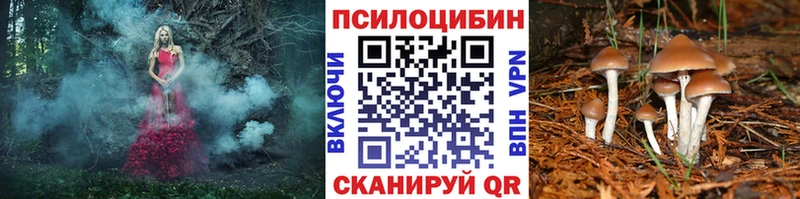 закладки  Грязовец  Псилоцибиновые грибы MAGIC MUSHROOMS 